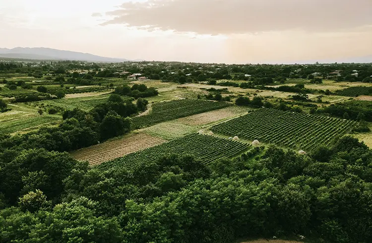 Our Winemaking Process