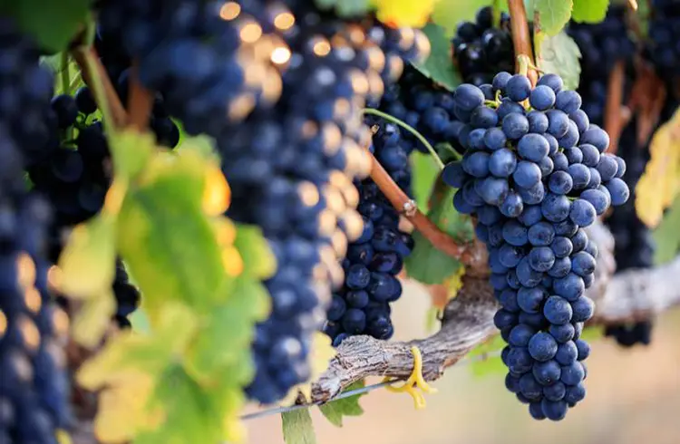 Our Winemaking Process