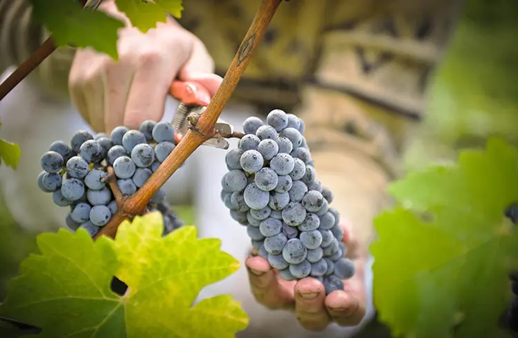 Our Winemaking Process