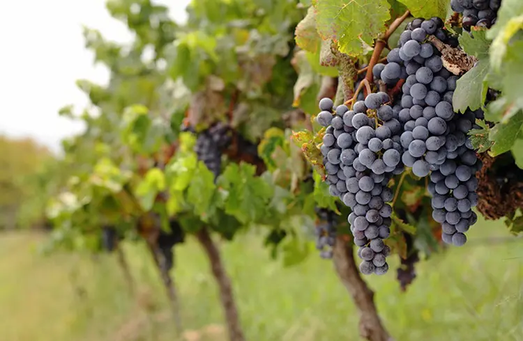 Our Winemaking Process
