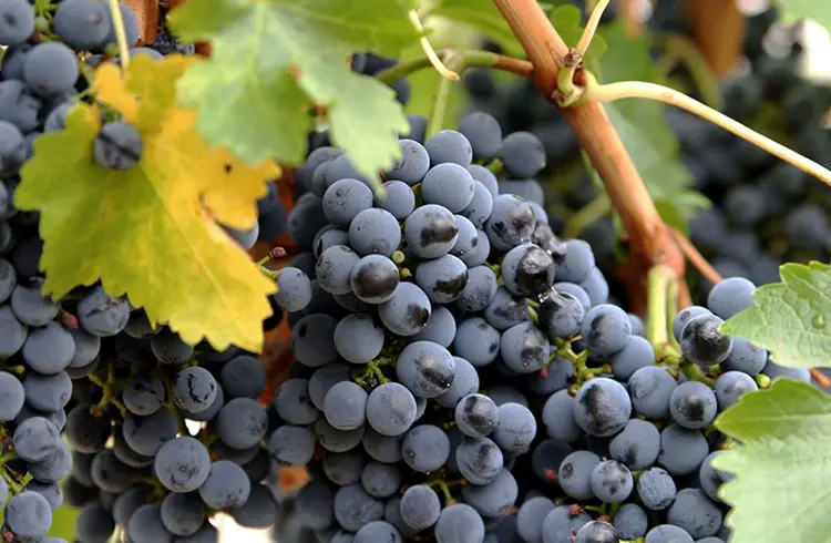 Our Winemaking Process