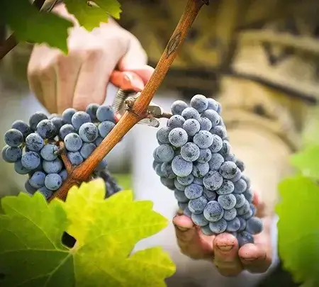 Our Winemaking Process