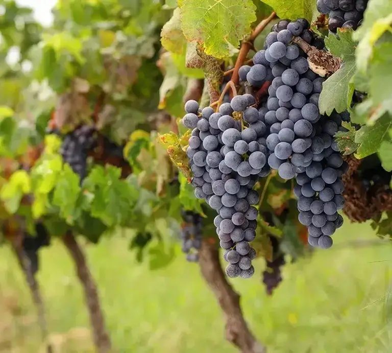 Our Winemaking Process