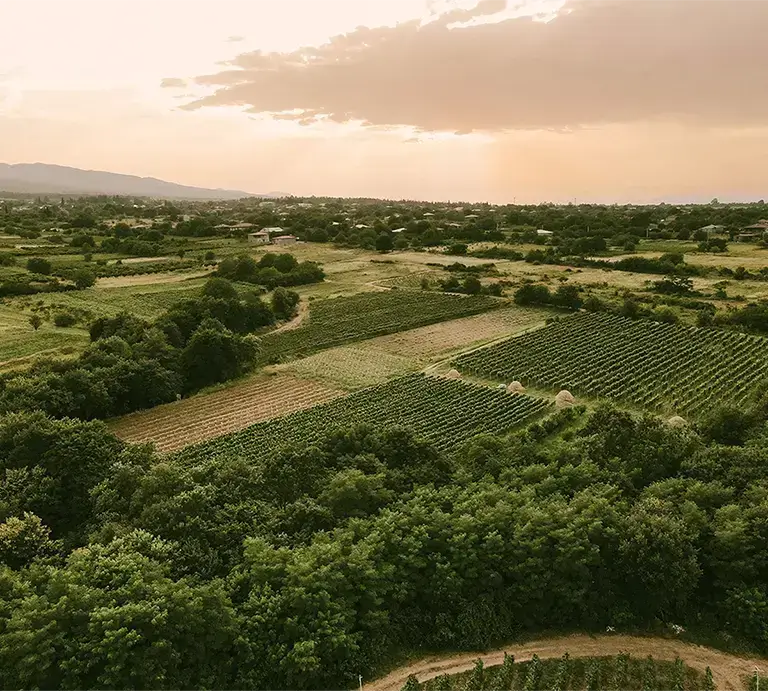 Our Winemaking Process