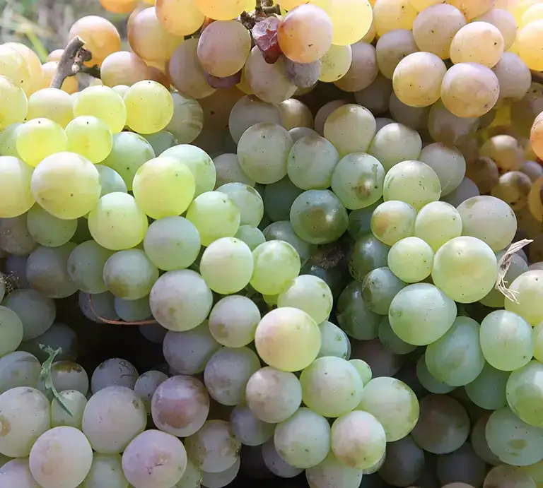 Our Winemaking Process